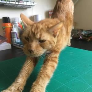 Meet your Posher, Daniel